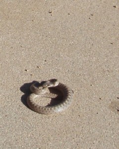 baby rattler